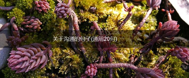 关于沟通的句子(通用20句),第1张