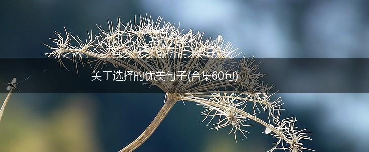 关于选择的优美句子(合集60句),第1张