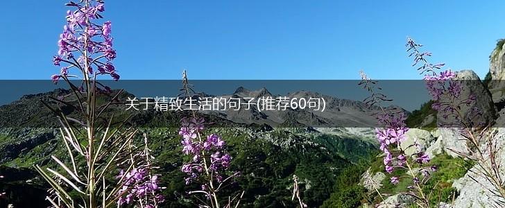 关于精致生活的句子(推荐60句),第1张