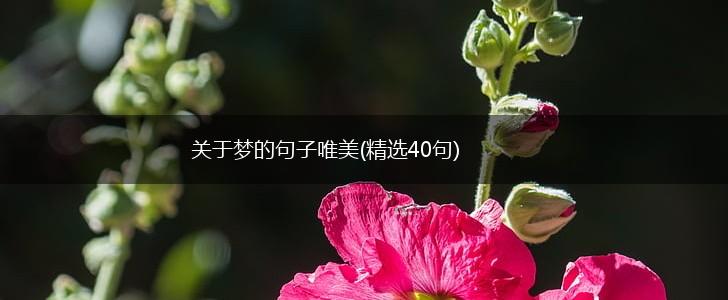 关于梦的句子唯美(精选40句),第1张