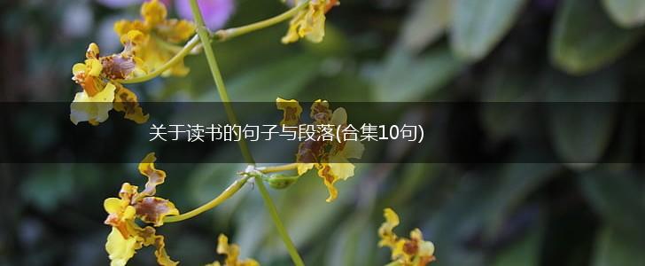 关于读书的句子与段落(合集10句),第1张
