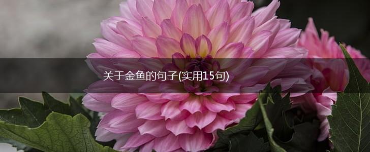 关于金鱼的句子(实用15句),第1张