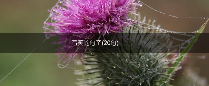 写笑的句子(20句),第1张