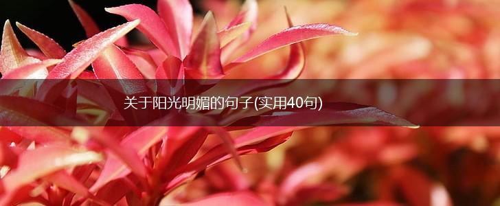 关于阳光明媚的句子(实用40句),第1张