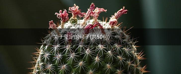 关于坚定的句子(共50句),第1张