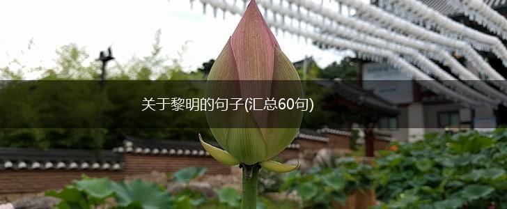 关于黎明的句子(汇总60句),第1张