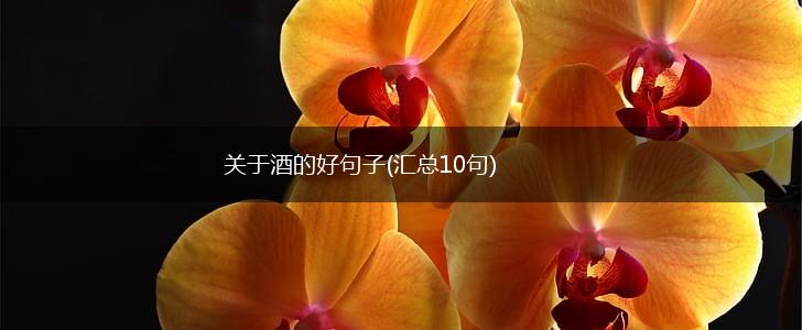 关于酒的好句子(汇总10句),第1张