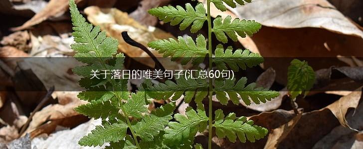 关于落日的唯美句子(汇总60句),第1张