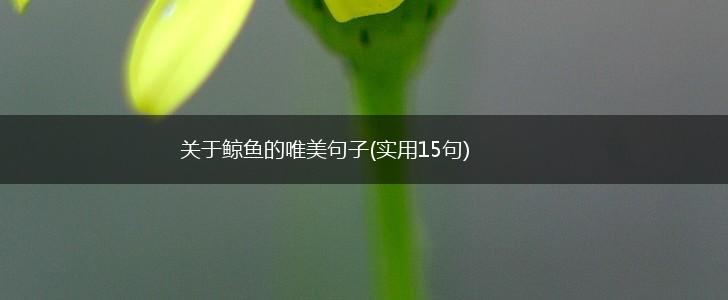 关于鲸鱼的唯美句子(实用15句),第1张