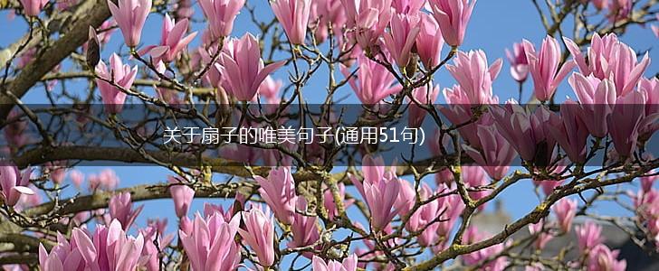关于扇子的唯美句子(通用51句),第1张