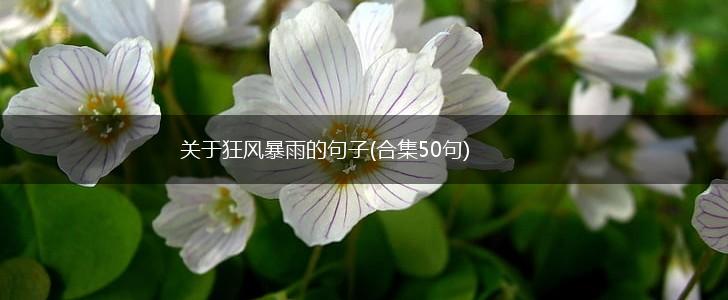 关于狂风暴雨的句子(合集50句),第1张