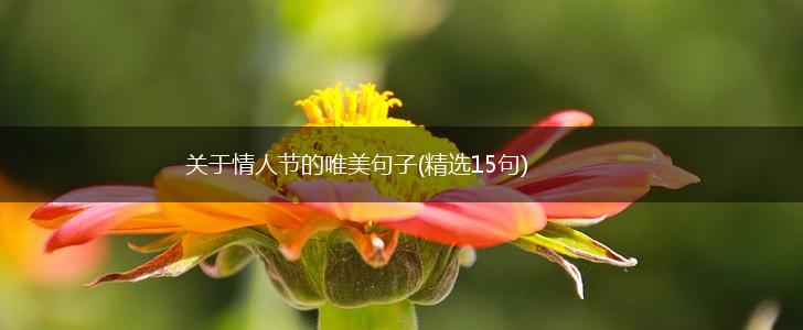 关于情人节的唯美句子(精选15句),第1张