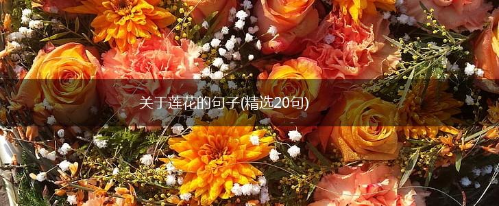 关于莲花的句子(精选20句),第1张
