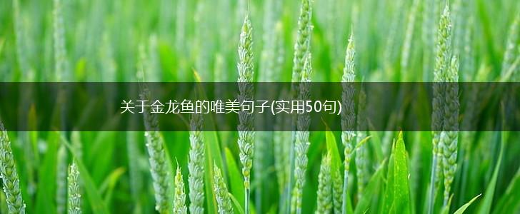 关于金龙鱼的唯美句子(实用50句),第1张
