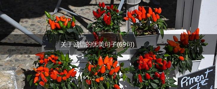 关于诚信的优美句子(69句),第1张