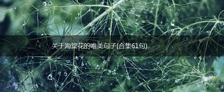 关于海棠花的唯美句子(合集61句),第1张