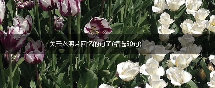 关于老照片回忆的句子(精选50句),第1张