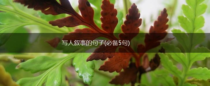 写人叙事的句子(必备5句),第1张