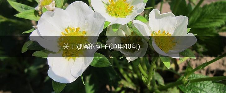 关于观察的句子(通用40句),第1张