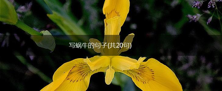 写蜗牛的句子(共20句),第1张