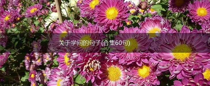 关于学问的句子(合集60句),第1张