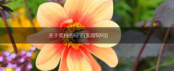关于坚持的句子(实用50句),第1张