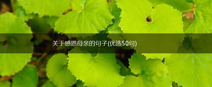 关于感恩母亲的句子(优选50句),第1张