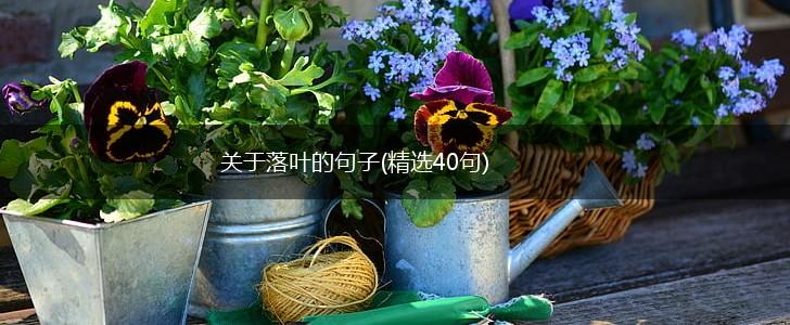 关于落叶的句子(精选40句),第1张