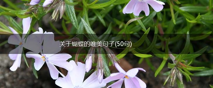 关于蝴蝶的唯美句子(50句),第1张