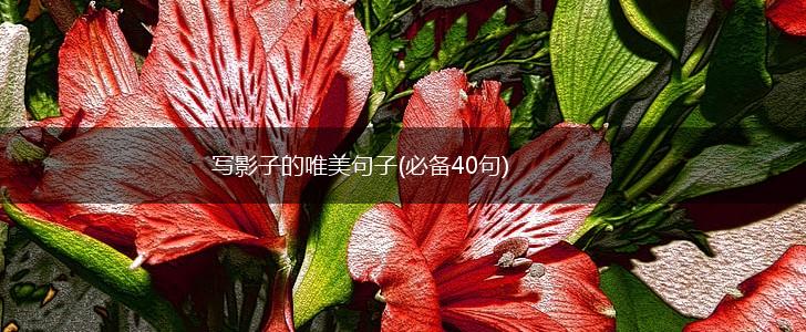写影子的唯美句子(必备40句),第1张