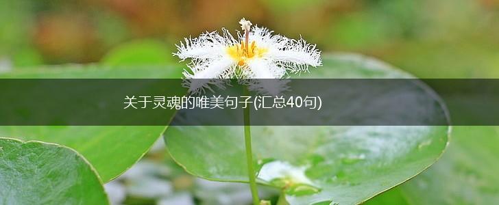 关于灵魂的唯美句子(汇总40句),第1张