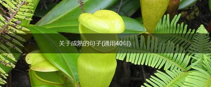 关于成熟的句子(通用40句),第1张