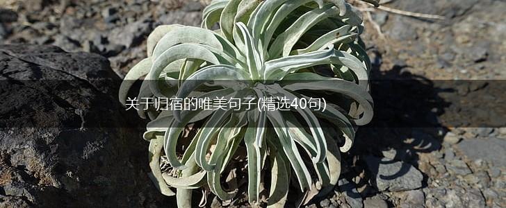 关于归宿的唯美句子(精选40句),第1张