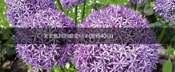 关于茶具的唯美句子(推荐40句),第1张