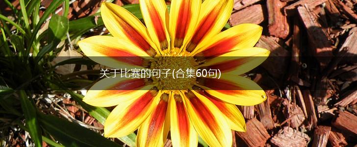 关于比赛的句子(合集60句),第1张