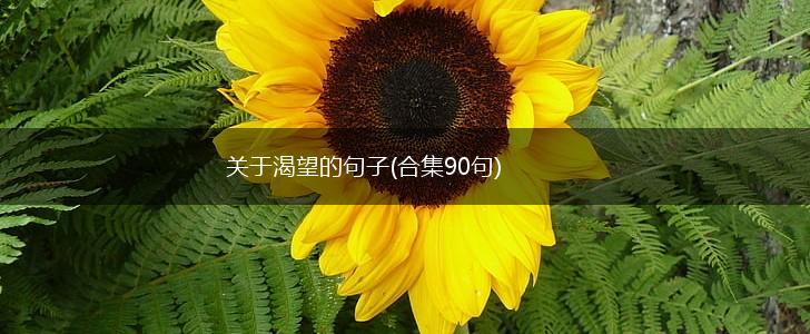 关于渴望的句子(合集90句),第1张