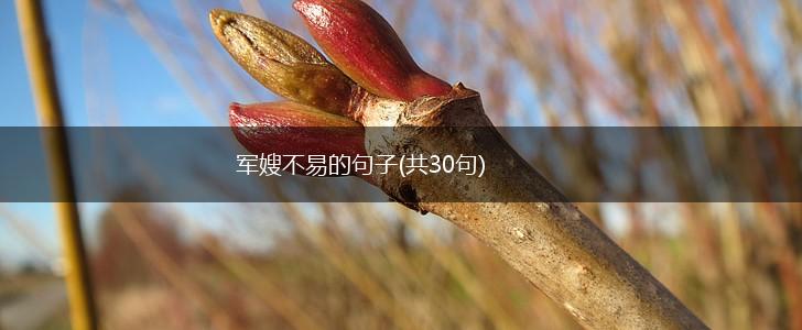 军嫂不易的句子(共30句),第1张