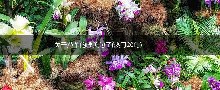 关于芦苇的唯美句子(热门20句),第1张