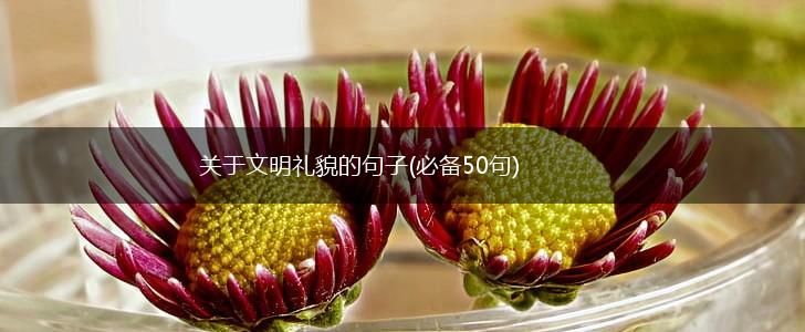 关于文明礼貌的句子(必备50句),第1张