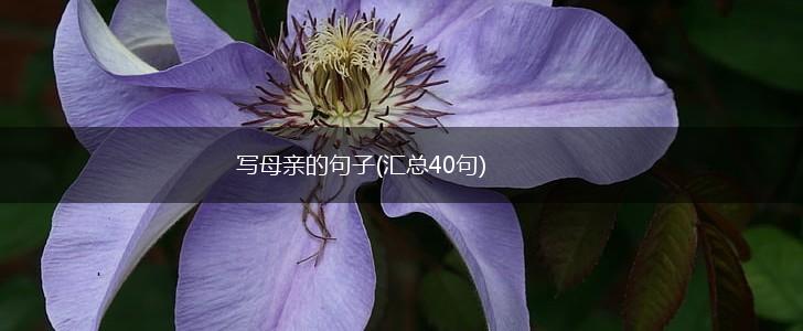 写母亲的句子(汇总40句),第1张
