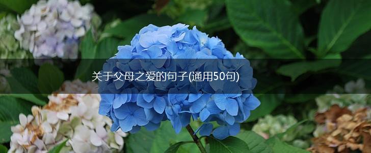 关于父母之爱的句子(通用50句),第1张