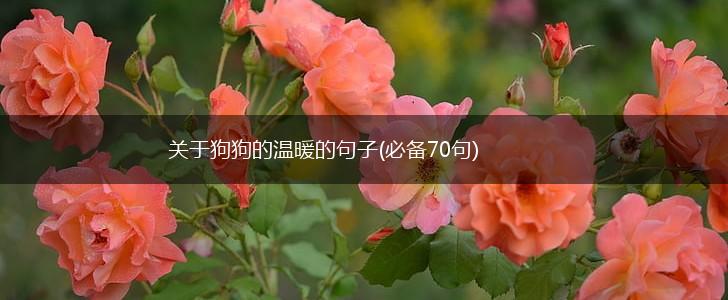 关于狗狗的温暖的句子(必备70句),第1张
