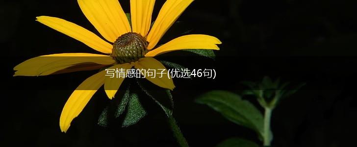 写情感的句子(优选46句),第1张