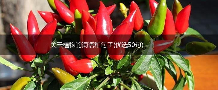 关于植物的词语和句子(优选50句),第1张