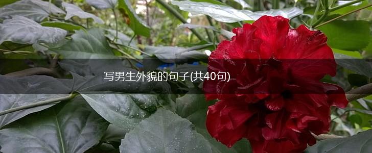 写男生外貌的句子(共40句),第1张