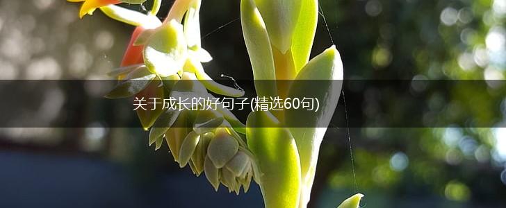 关于成长的好句子(精选60句),第1张