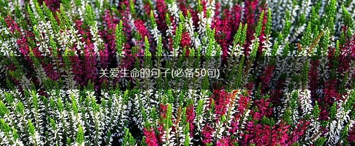 关爱生命的句子(必备50句),第1张