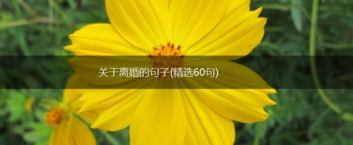 关于离婚的句子(精选60句),第1张