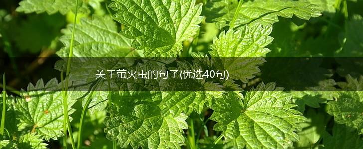 关于萤火虫的句子(优选40句),第1张