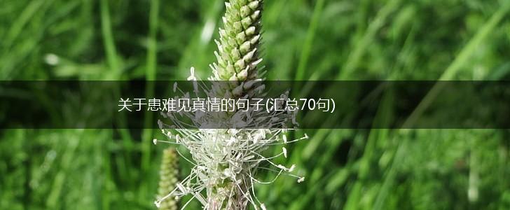 关于患难见真情的句子(汇总70句),第1张